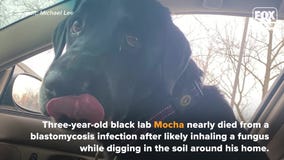 Dog nearly dies after losing lung from inhaling fungus found in soil