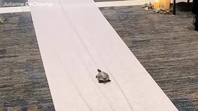 Man's pet turtle walks the aisle as flower girl in his wedding