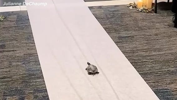 Man's pet turtle walks the aisle as flower girl in his wedding