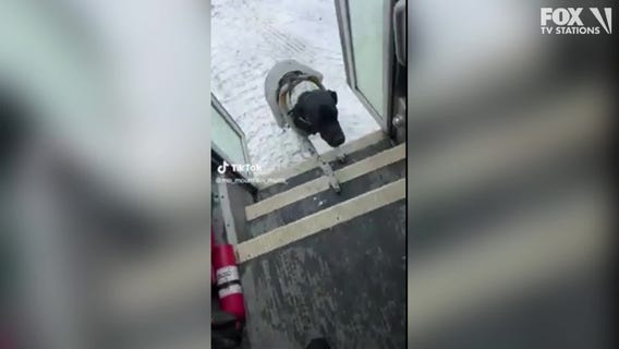 Doggy 'daycare' bus goes viral on TikTok