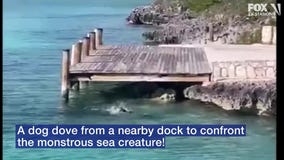 Dog vs shark: Standoff thrills tourists on Bahamas boat tour