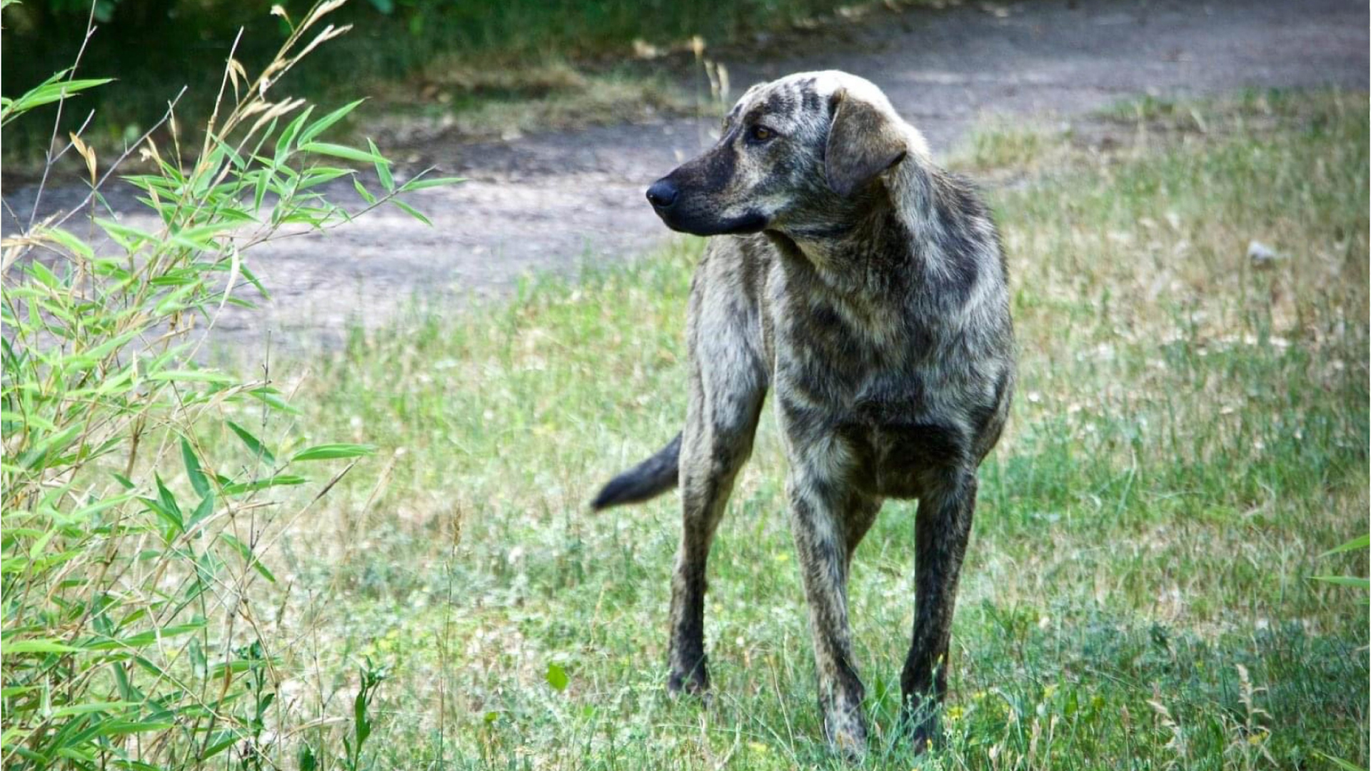 Genetics, behavior of Chernobyl dogs observed in first-ever study