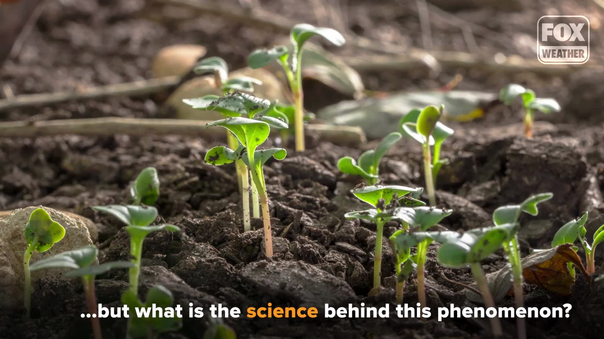 Spring equinox 2026: What to know about the astronomical start of spring