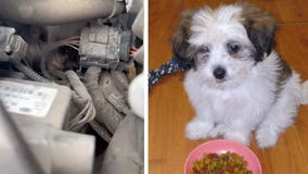 A rescue for Bonbon in Kansas City