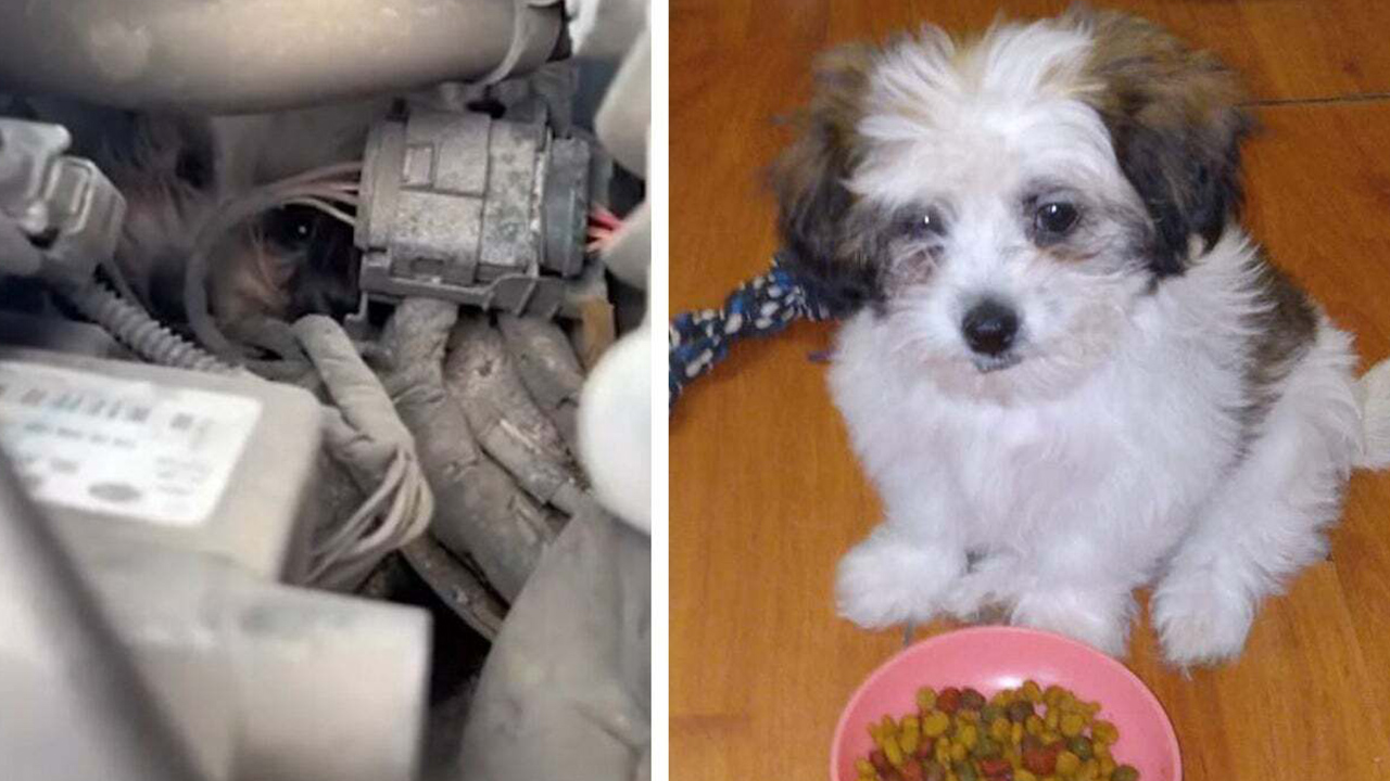 A rescue for Bonbon in Kansas City