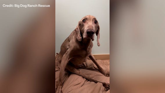 Surrendered senior dog appeared 'confused and sad'