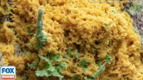 Pulsating 'dog vomit slime mold' found growing in Alaska state park