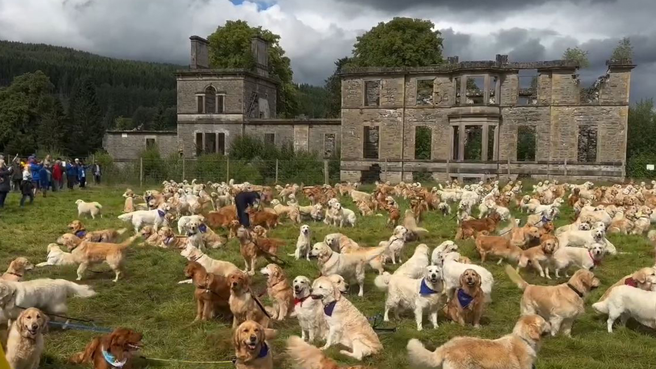 Hundreds of Golden Retrievers congregate at celebration of breed's founding