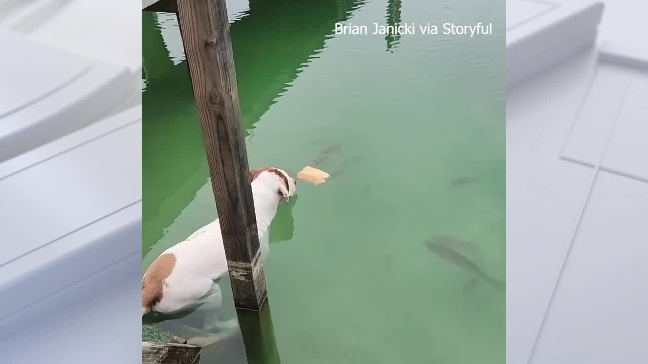 Clever pooch's amazing catch and release stunt goes viral