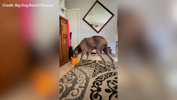 Senior dog finds his forever home