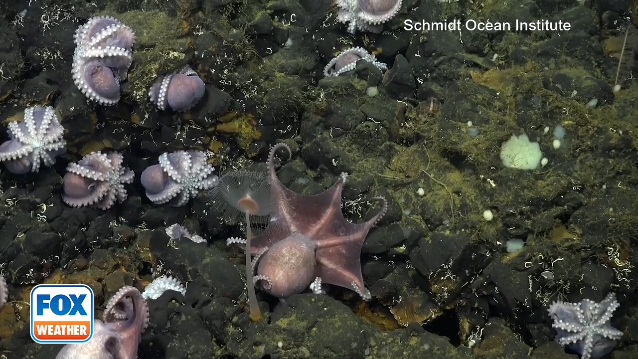Scientists discover world's third-known octopus nursery