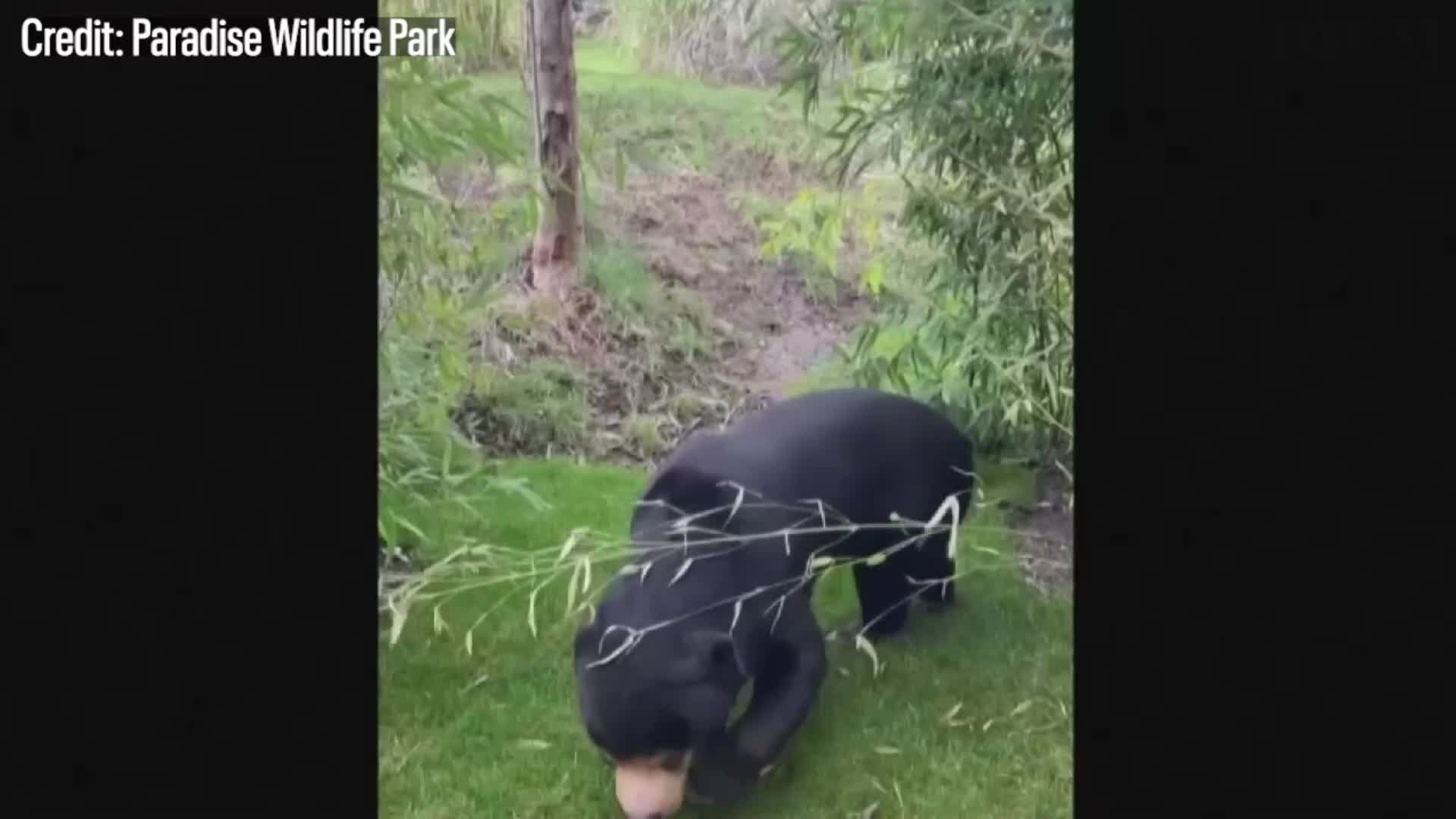 It's a bear, not a human, English zoo says