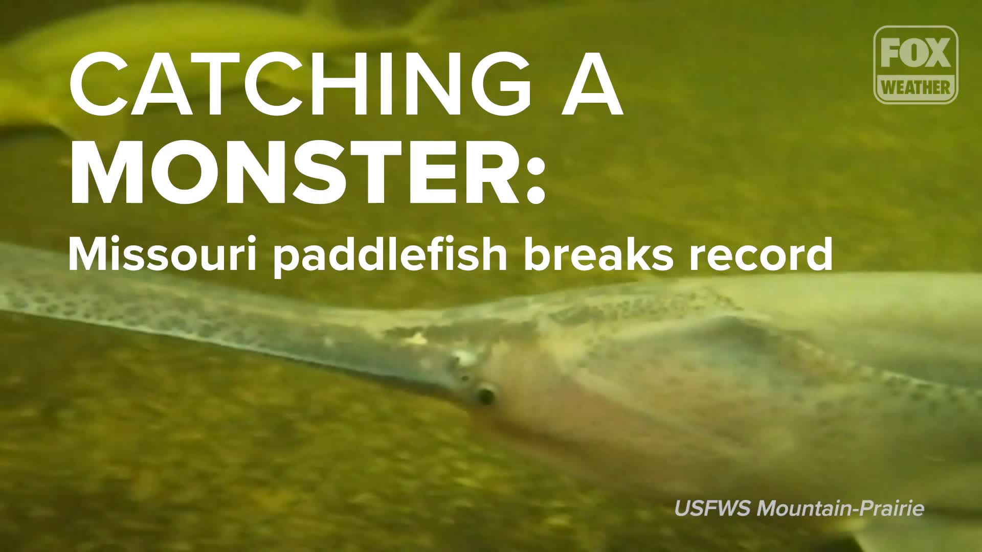 Catching a monster: Missouri paddlefish breaks record | LiveNOW from FOX