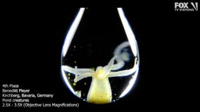 See the Nikon Small World in Motion contest winners