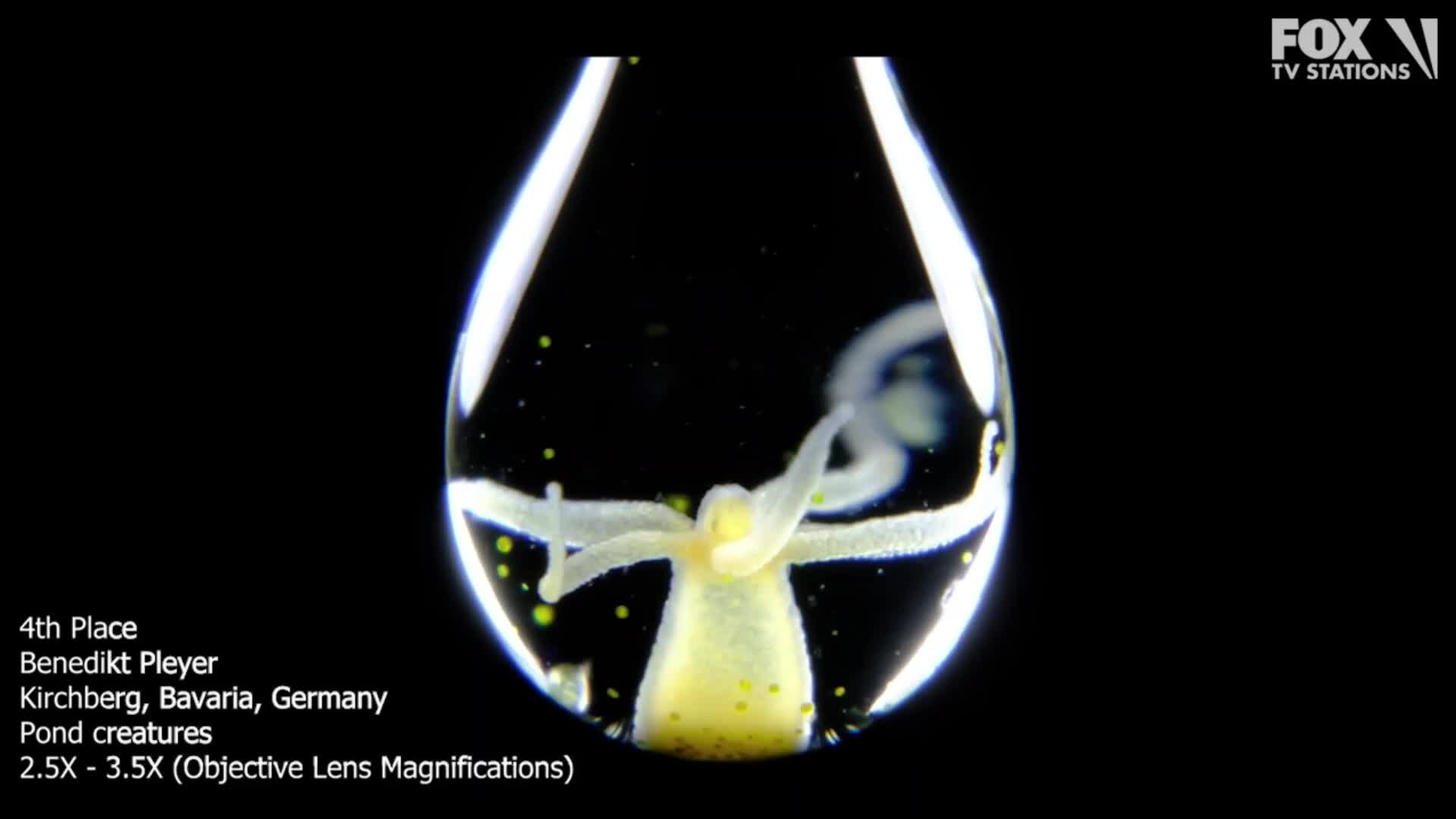 See the Nikon Small World in Motion contest winners