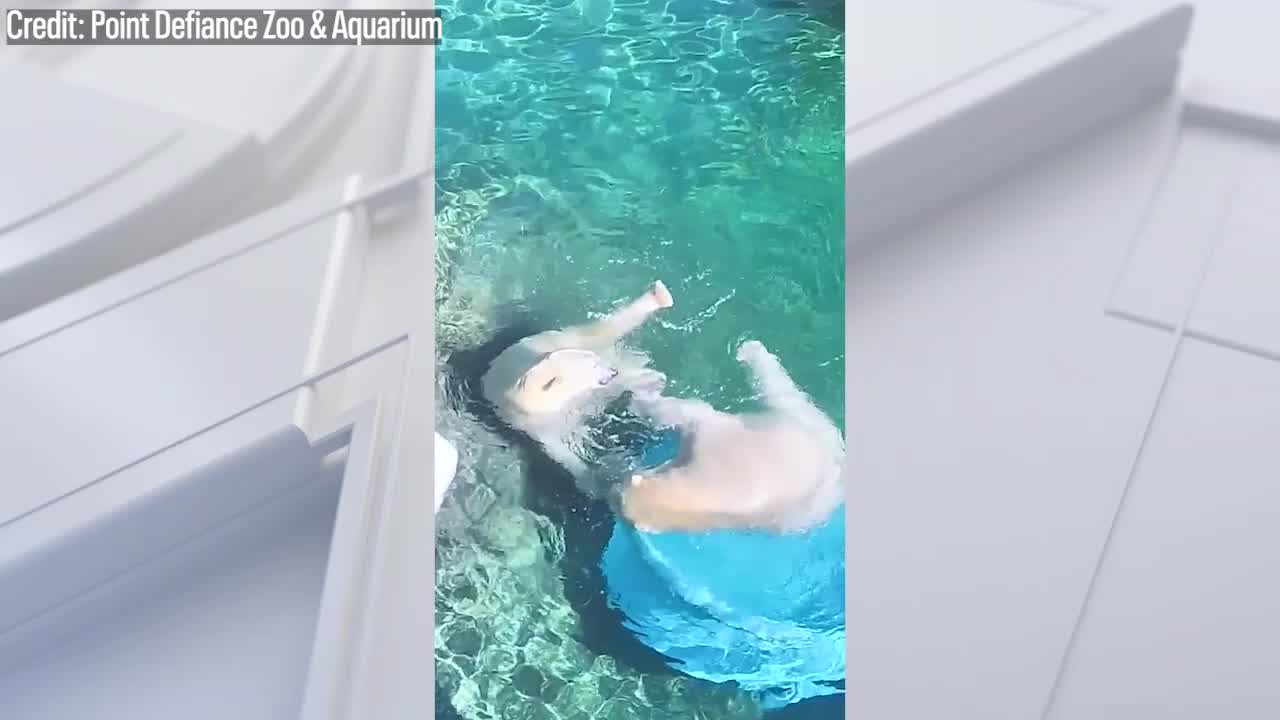 Pawty time: Polar bears throw themselves a pool party