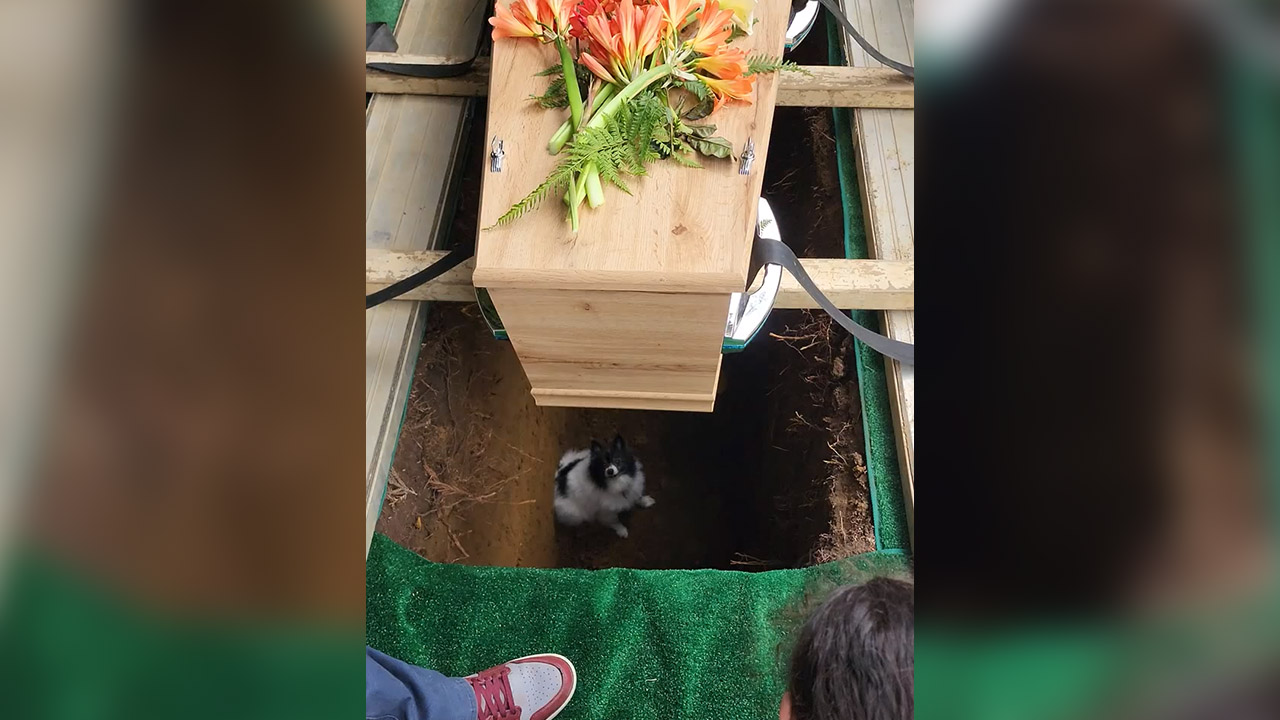 Dog slips into grave at New Zealand funeral