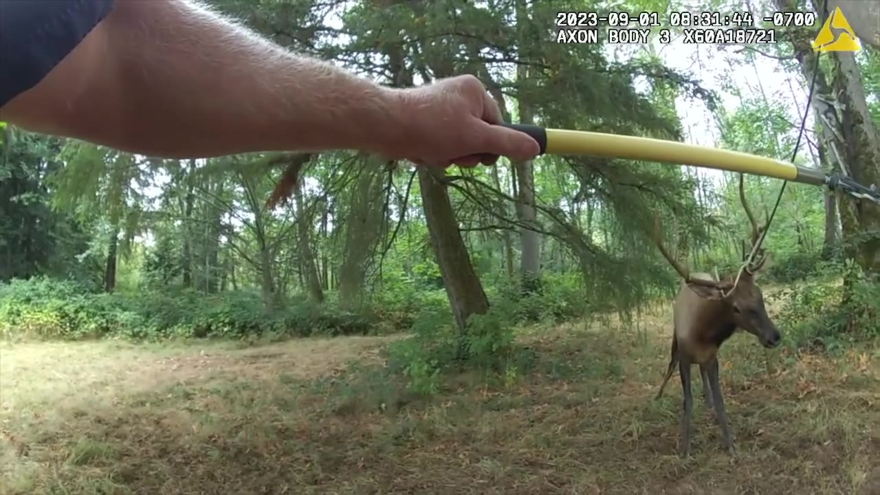 Washington deputies save bull elk tangled in rope swing | LiveNOW from FOX