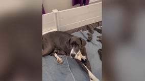 Great Dane gives birth to 15 puppies