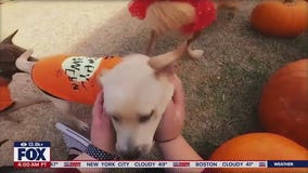 Petco's lead trainer on Halloween pet safety