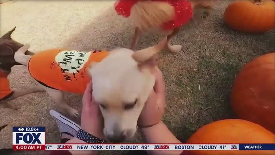 Petco's lead trainer on Halloween pet safety