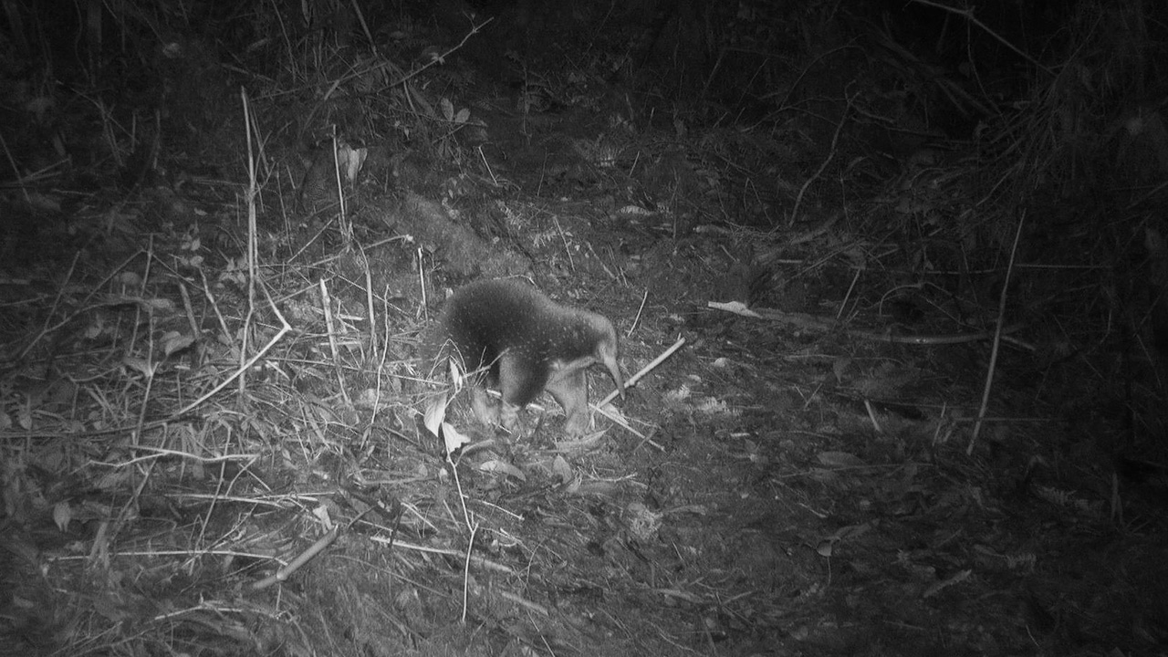 Animal thought to be extinct rediscovered in Indonesia