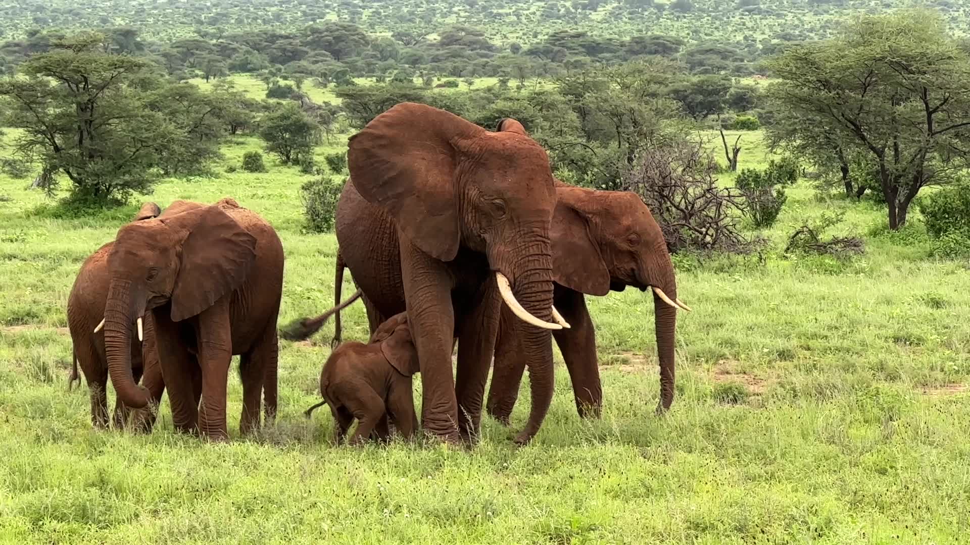 Rare African twin elephants born in Kenya
