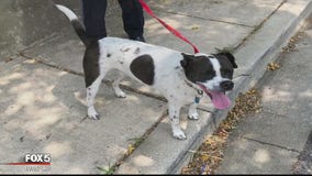 Anne Arundel County man accused of dragging dog with pickup truck, police say