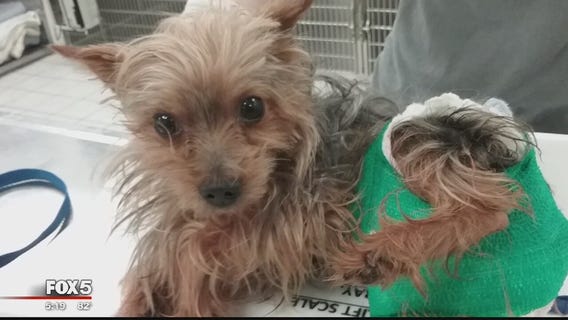 Dog nearly stabbed to death in Laurel adopted by new family