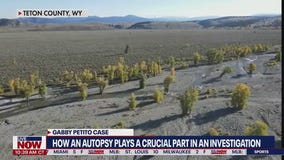 Gabby Petito case: How an autopsy plays a crucial part in an investigation