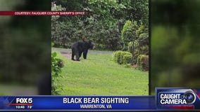 Black bear spotted in Warrenton neighborhood