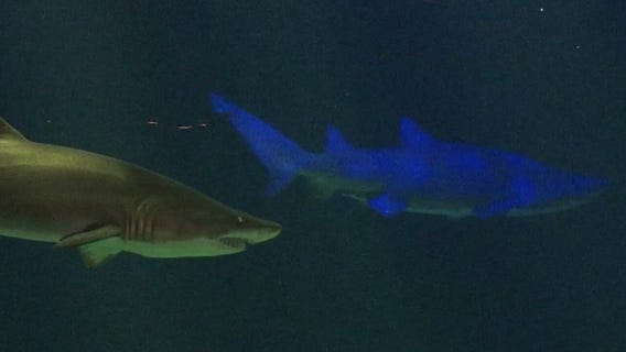Sharks on display in New York City