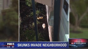 STINKY SITUATION: Skunks take over Prince William County neighborhood