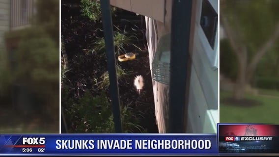 STINKY SITUATION: Skunks take over Prince William County neighborhood