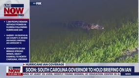 Alligator emerges from flood waters in Orlando after Hurricane Ian makes landfall