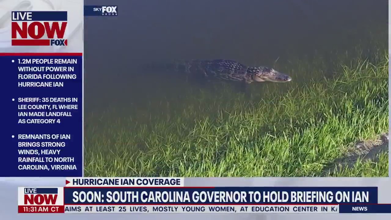 Alligator emerges from flood waters in Orlando after Hurricane Ian makes landfall