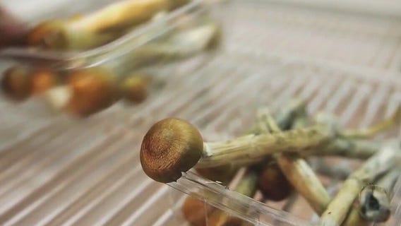 Minneapolis mayor issues order on psychedelics