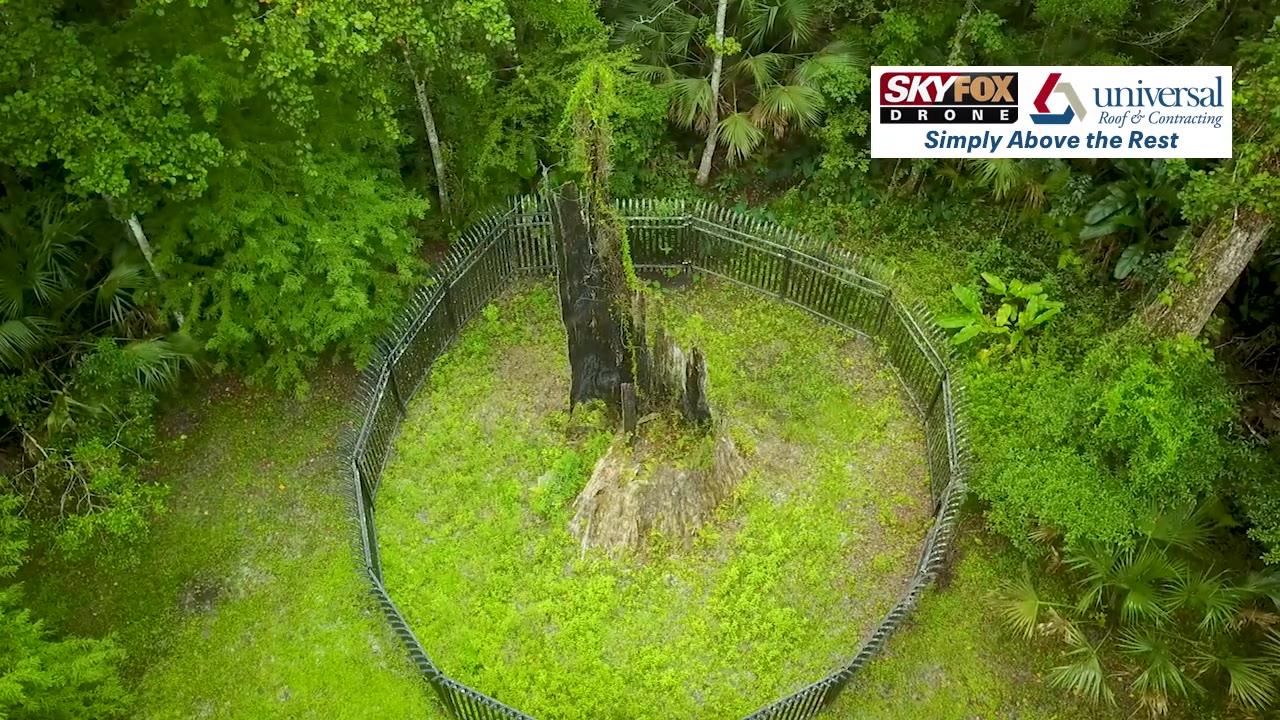 SKYFOX Drone: Explore Florida's Big Tree Park