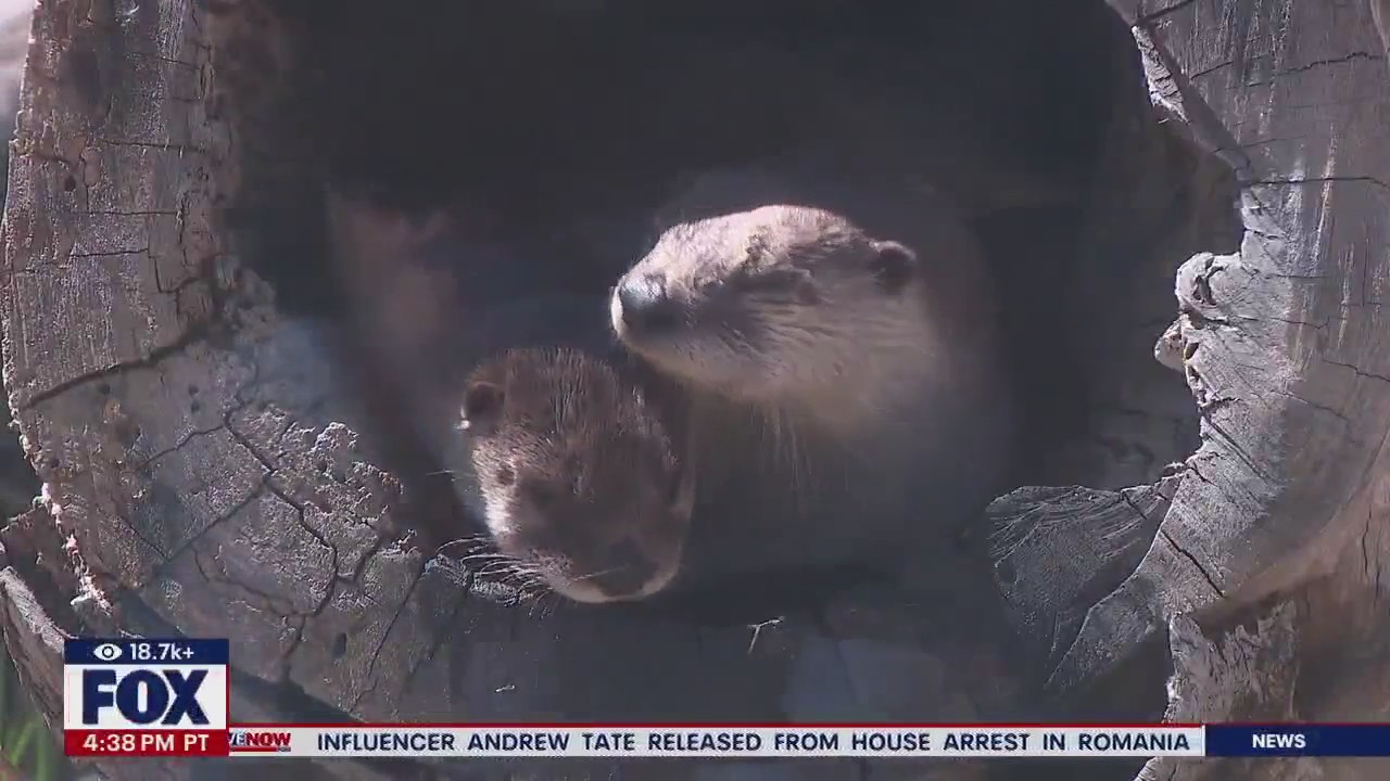 Otter attacks 3 women in Montana | LiveNOW from FOX