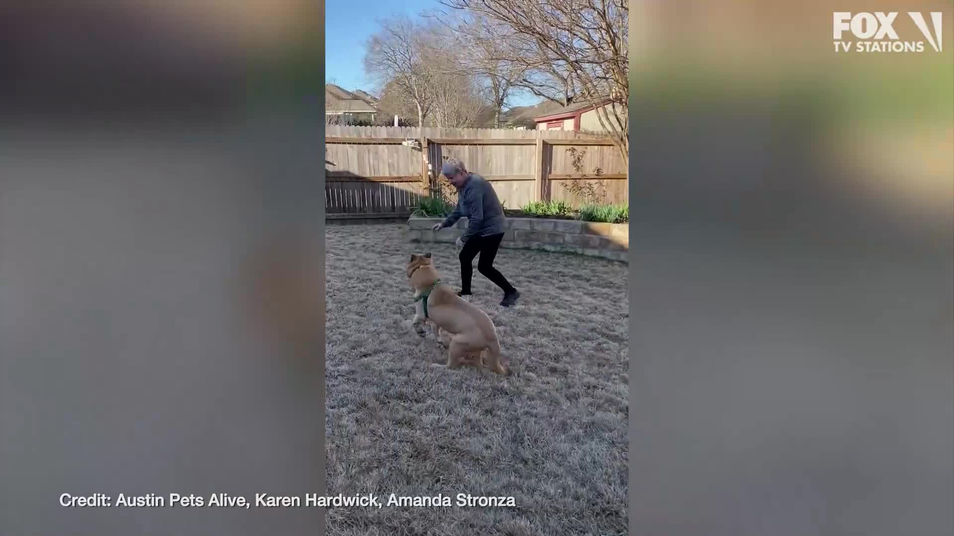 Senior dog, who spent 2 years in shelter, adopted by senior citizen