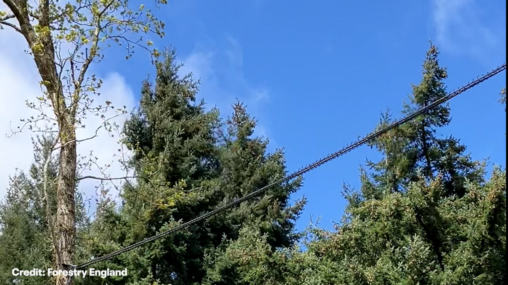 Mini rope bridges suspended above forest road to help dormice installed