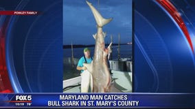 310-pound bull shark caught in Maryland