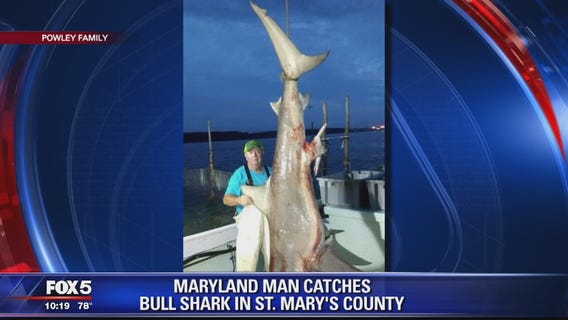 310-pound bull shark caught in Maryland