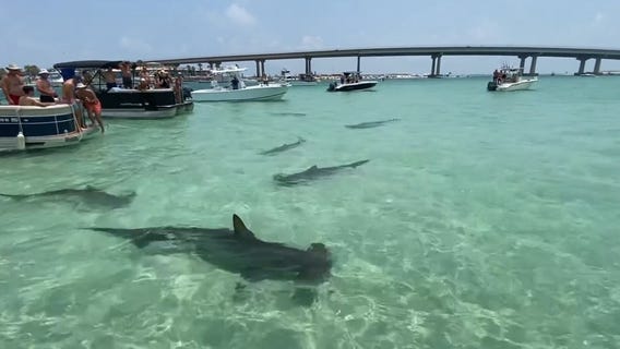 Hammerhead sharks surround boaters