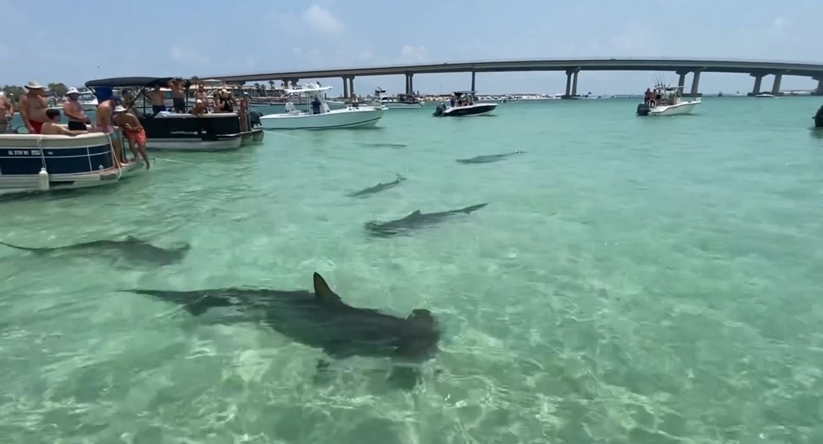 Hammerhead sharks surround boaters
