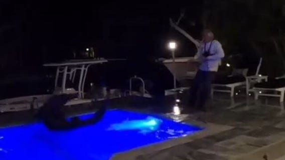 Crocodile wrangled from Florida pool