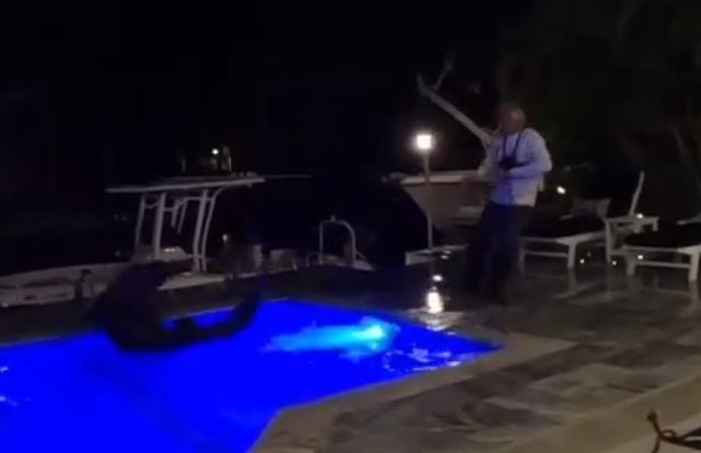 Crocodile wrangled from Florida pool