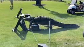 Massive gator strolls through FL golf course