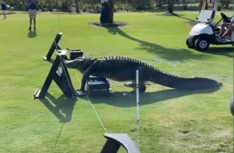 Massive gator strolls through FL golf course
