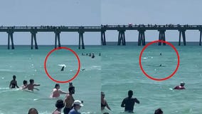 Shark shocks swimmers at Florida beach